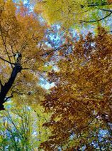 HHDental's tweet photo. This month was our first annual Fall Colours Challenge. Good dental hygiene is an important part of a 
healthy lifestyle and so is being active. We challenged everyone to take a picture of the 
fall colours. Congratulations to our winners Olivia andRenata! https://t.co/1MkeTb7UP2