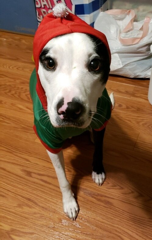 It's beginning to look a lot like Shakes-mas