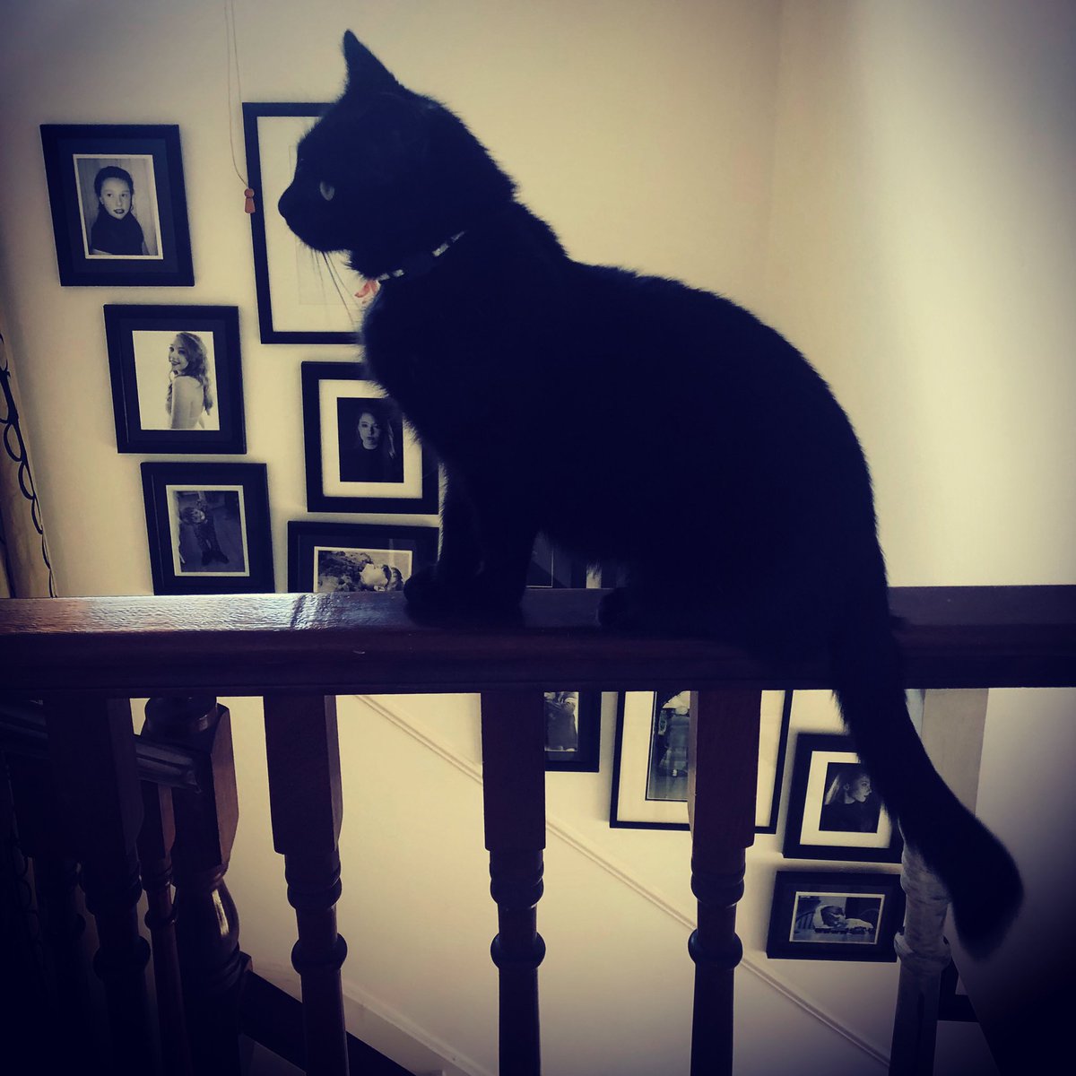 SiobhanGleeson's tweet photo. @ThePhotoHour Luna just chilling https://t.co/GB6cPz6iTg