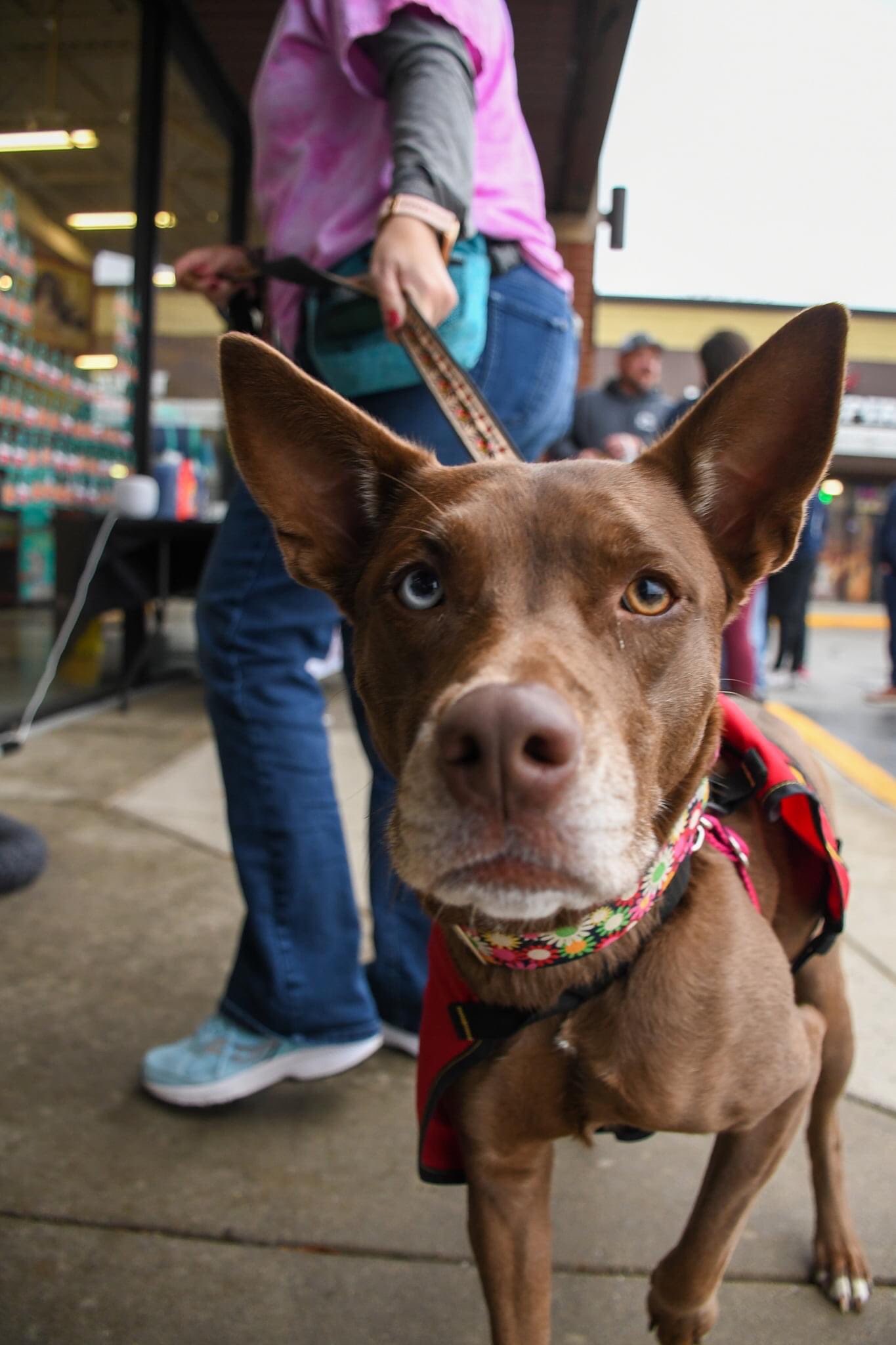 SPCA of Anne Arundel aacspca X