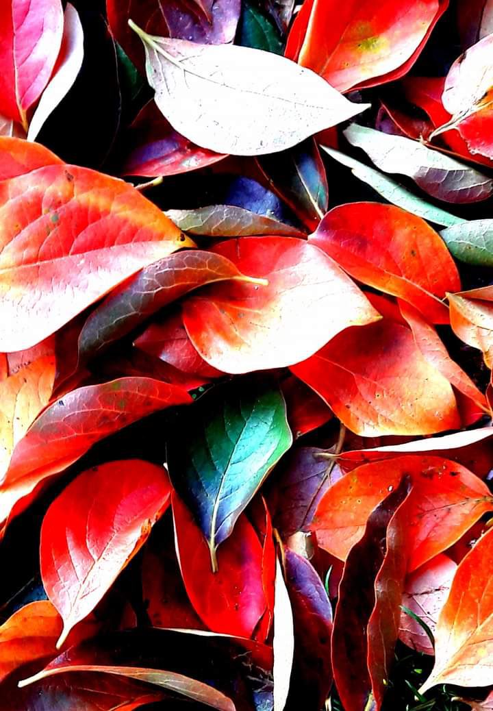 jacklenmark's tweet image. The yard