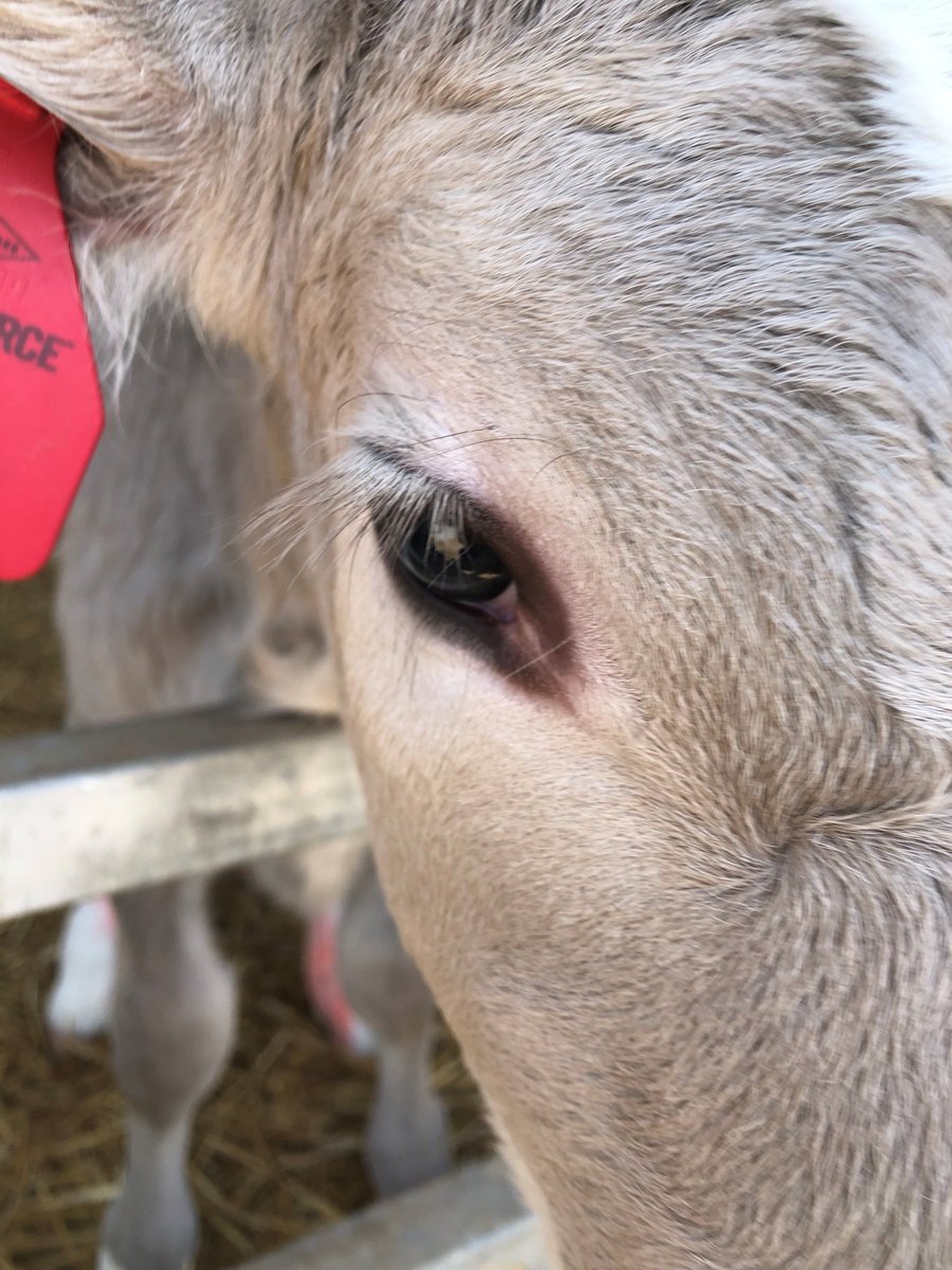 Researchers at UCONN and PSU are trying to learn more about how dairy producers use beef x dairy calves. Take the survey at csrpsu.link/BeefDairySurve… Jan 7, 2022, and enter to win one of four $50 gift cards! <a href="/agsciences/">Penn State College of Agricultural Sciences</a> <a href="/PSUExLivestock/">PSU Livestock Team</a> <a href="/PSUDairy/">PSU Dairy Team</a> 
#uconnanimalscience #uconncahnr