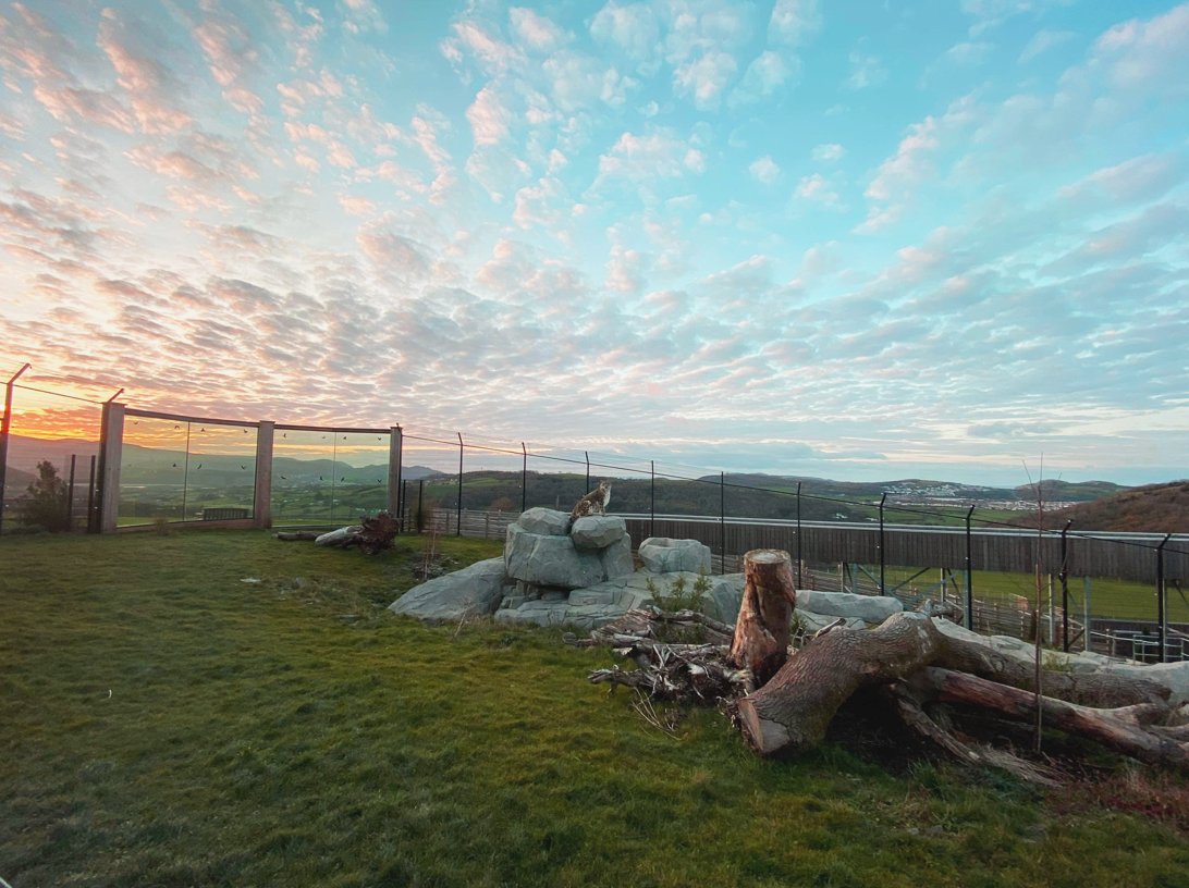 WelshMountainZo's tweet photo. 🏔️ How stunning is this photo of our male Snow Leopard - Szecsuan, with a gorgeous sunset backdrop! 🐾
#StunningScenery #SnowLeopard #EpicShots #FestiveSeason #JoinUs #ThisDecember #HalfPriceTickets #ChristmasIsComing #WelshMountainZoo #NationalZooOfWales
📷 Tom Wootton https://t.co/jJR1bgCS5f