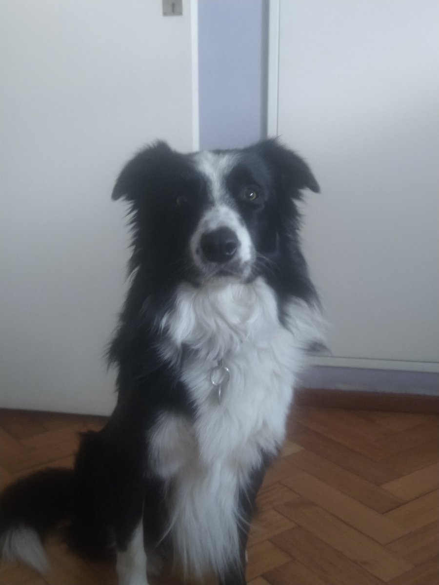 TennisTips33's tweet photo. Last month i was fired from my work and yesterday i was told my longtime buddy needs an expensive surgery.
I really hate to do this but i need everyone's help. If you made some money out of my tips or if you want to make a donation every dollar helps. If not, RT will also do it. https://t.co/CO7skuSOos