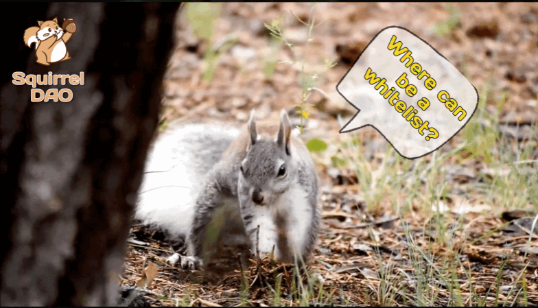 Squirrel DAO(🌰, 🌰) tweet media