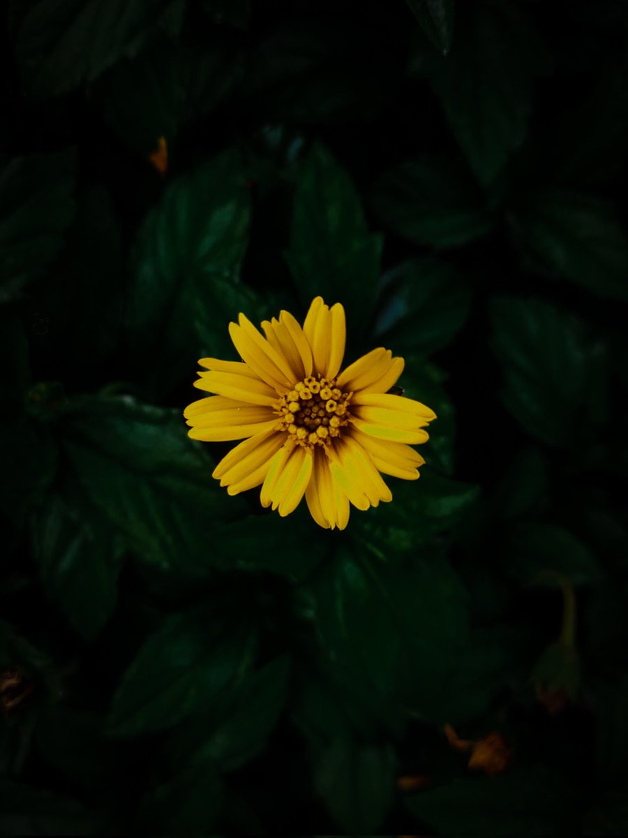 ananay_nift's tweet photo. Phone photography!!
#note7pro #photographyislife https://t.co/mnwo1XWXvr