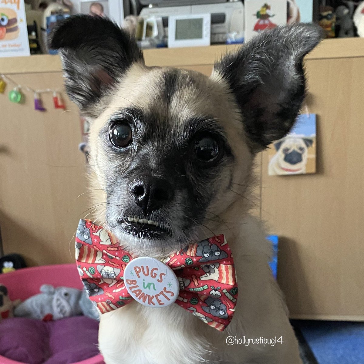 hollyrustipug14's tweet photo. Happy Monday everyone! Have a lovely day. Christmas countdown Day 13 - and itโs my birthday too - 7 today ๐๐ฅณ๐๐
๐ป๐๐๐พ #MondayMotivation #birthday #denzels #Christmas #advent #frankysbowtique #pugsinblankets #bowtieclub #dogsoftwitter #dogsofinstagram https://t.co/8LGzUk0Ohg