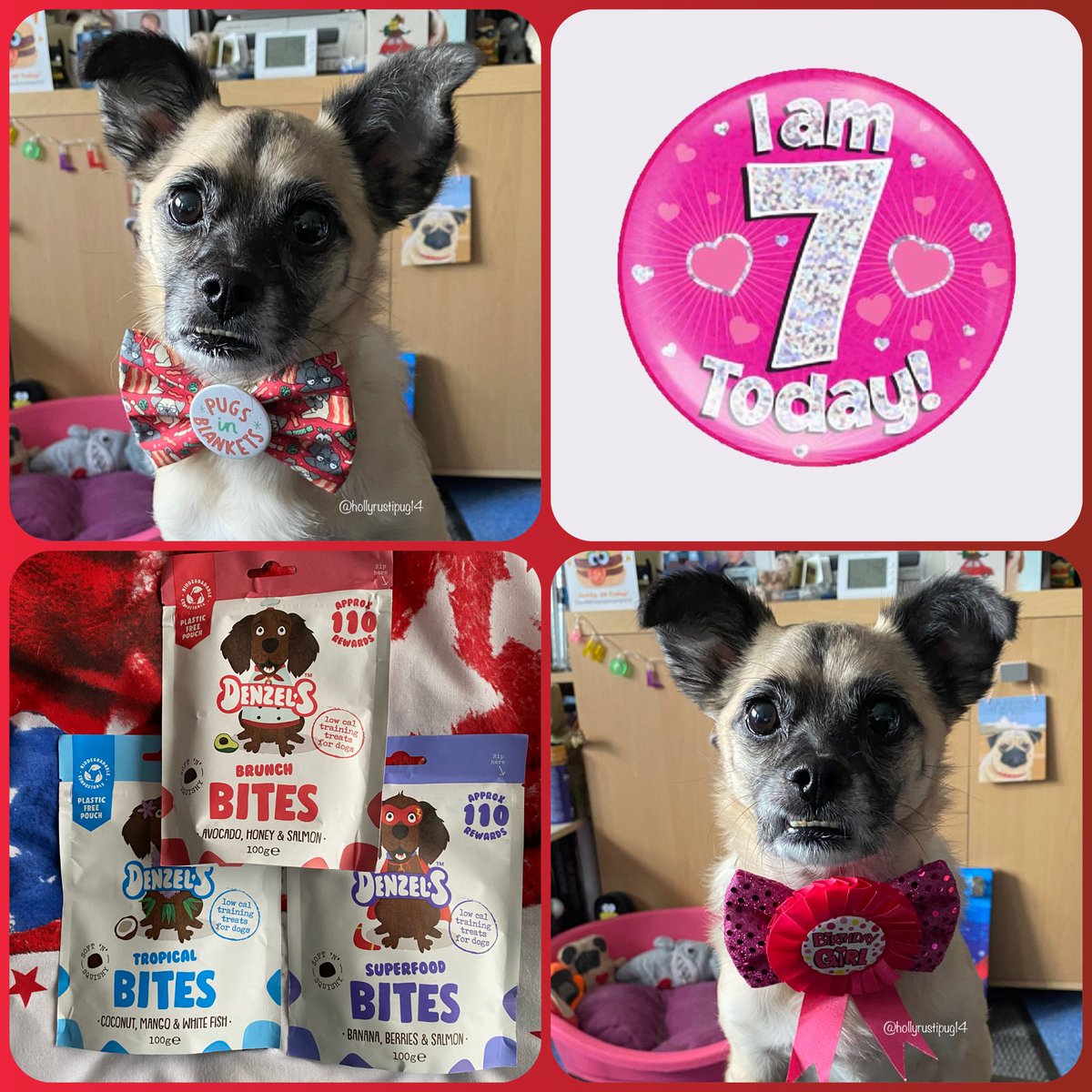 hollyrustipug14's tweet photo. Happy Monday everyone! Have a lovely day. Christmas countdown Day 13 - and itโs my birthday too - 7 today ๐๐ฅณ๐๐
๐ป๐๐๐พ #MondayMotivation #birthday #denzels #Christmas #advent #frankysbowtique #pugsinblankets #bowtieclub #dogsoftwitter #dogsofinstagram https://t.co/8LGzUk0Ohg