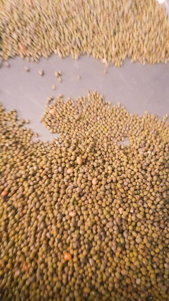 CookwithA's tweet photo. #Lentils, #greengrams, #prepair,#cookservewithlove #cookwithahieapiyo. https://t.co/PuT3ST2VWF