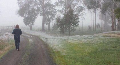 Nosotros nos quejamos de la temporada de alergia en primavera y Australia tiene una TEMPORADA de arañas JAJA déjame con mocos 3 meses no pasa nada