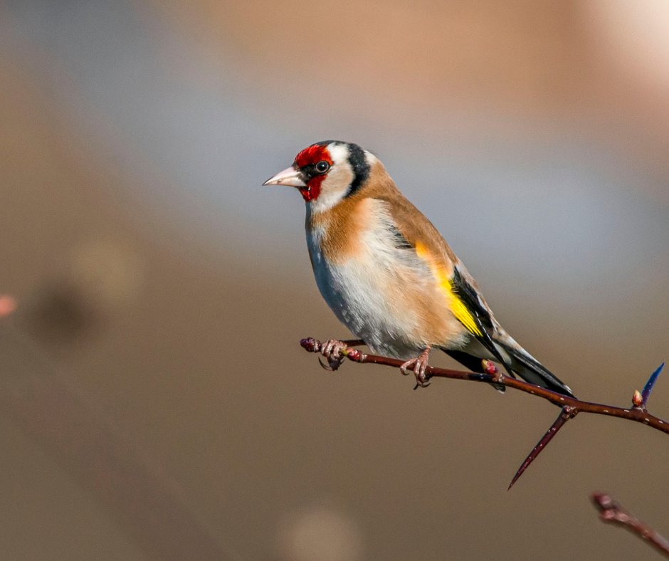 Don't forget to make sure that your feathered friends are well catered for this winter. High-energy foods such as fat balls, dried fruit, cheese and unsalted nuts alongside water and shelter can turn your garden into a vital haven for birds.