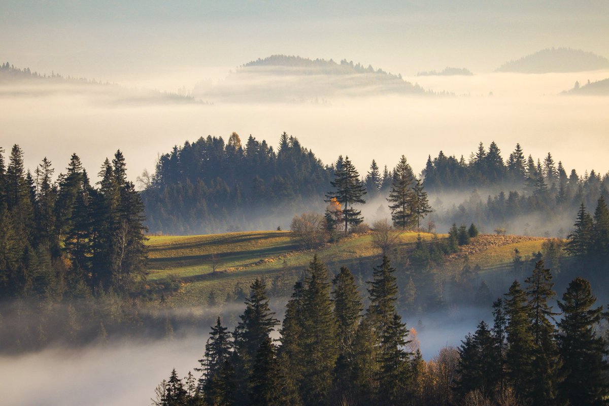 Rafał Fronczykowski tweet media