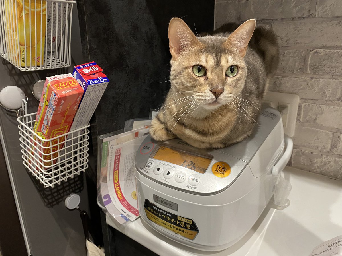 ruby_0726's tweet photo. 炊飯器の番猫

#ベンガル
#猫
#炊飯器
#猫のいる暮らし https://t.co/KoALNqmGjy