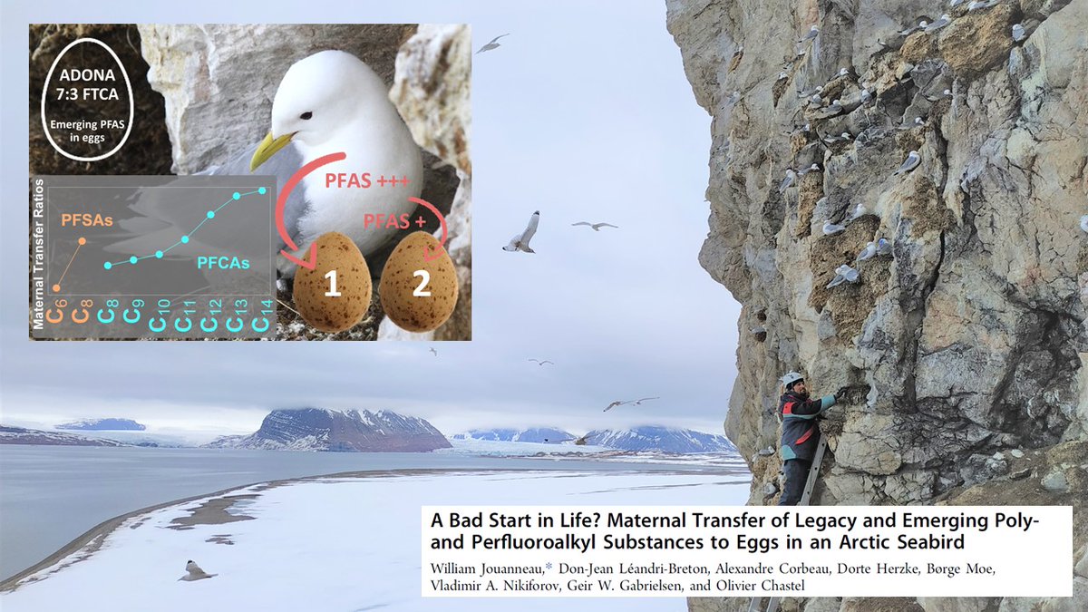 Ecophy_CEBC's tweet photo. William Jouanneau’s first PhD paper is out in @EnvSciTech! We studied the maternal transfer of legacy and emerging #PFAS to Eggs in an #Arctic #Seabird.
https://t.co/PmGwuexSHa
@INEE_CNRS @_IPEV @CEBC_ChizeLab @UnivLaRochelle @NorskPolar https://t.co/5ztB2aT9rs