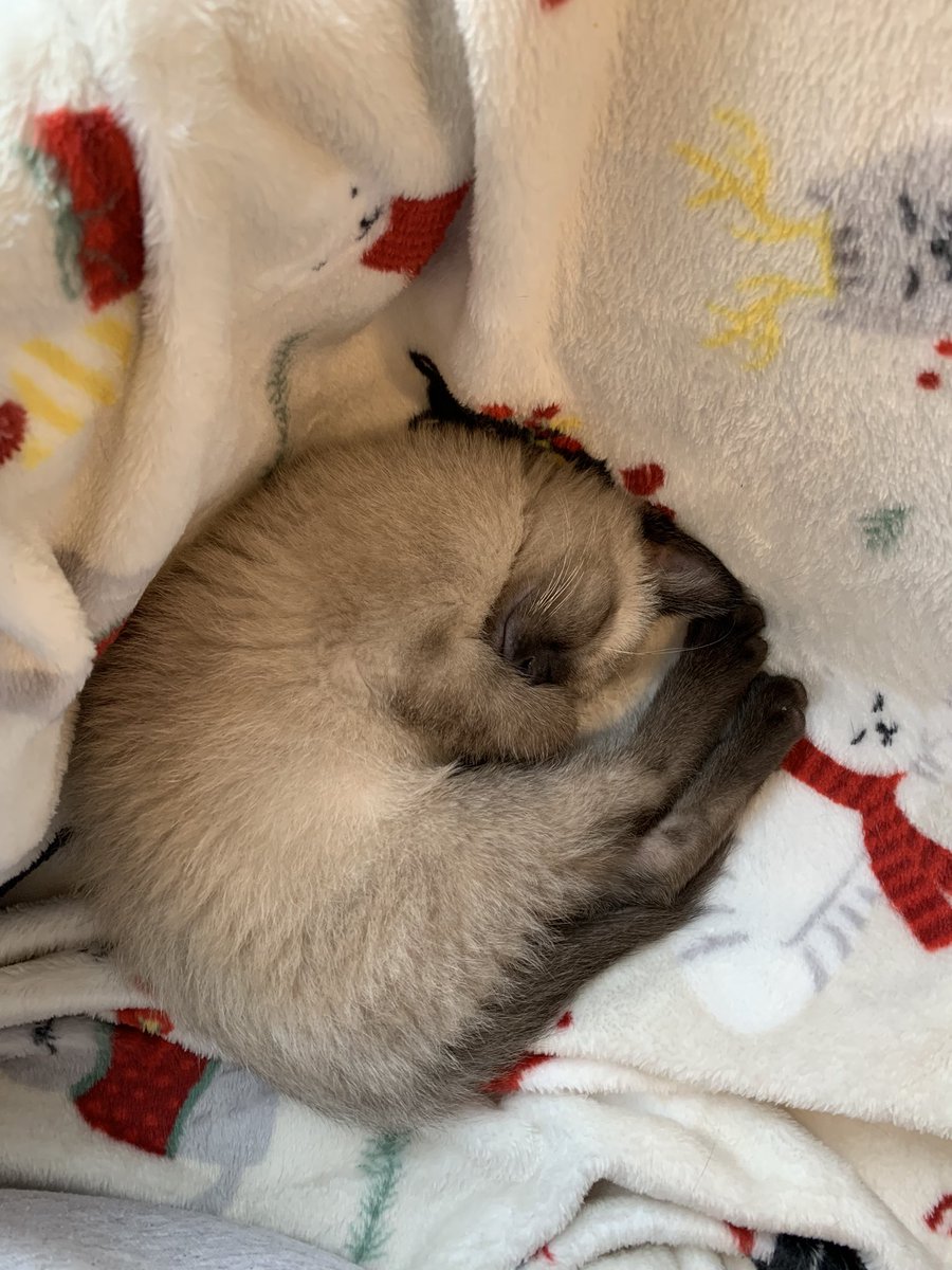 Maria Fulton tweet media