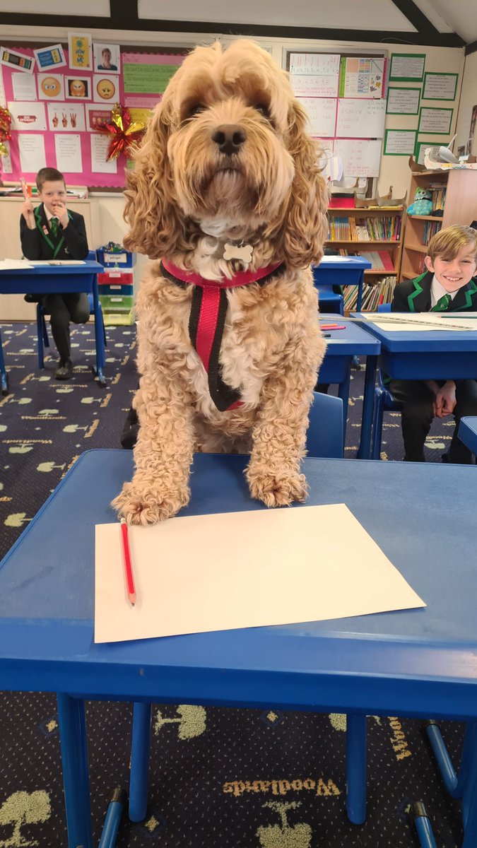 woodlandsGW's tweet photo. Welcome to Year 5 Enzo! Enzo has joined Year 5 today to support the end of their creative writing unit. 

#WoodlandsWay #WeAreWoodlandsPrep https://t.co/khmne369Bd