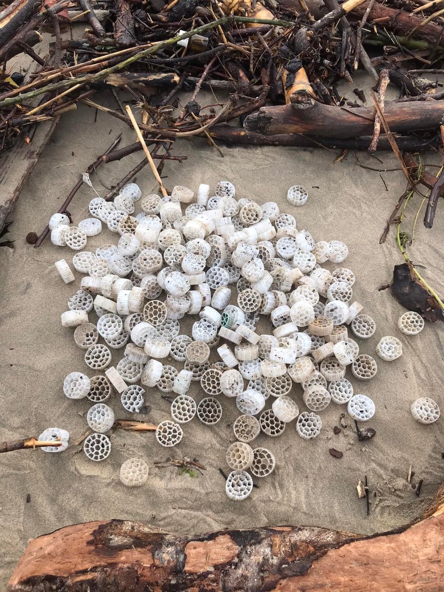 surfriderespana's tweet image. ⚠️ Atención ⚠️

Contaminación por biosoportes en el Bidasoa (entre las fronteras de Francia y España)

Desde el sábado están llegando a la playa de Hendaya cantidades muy importantes de biosoportes tipo K3 (en las fotos)