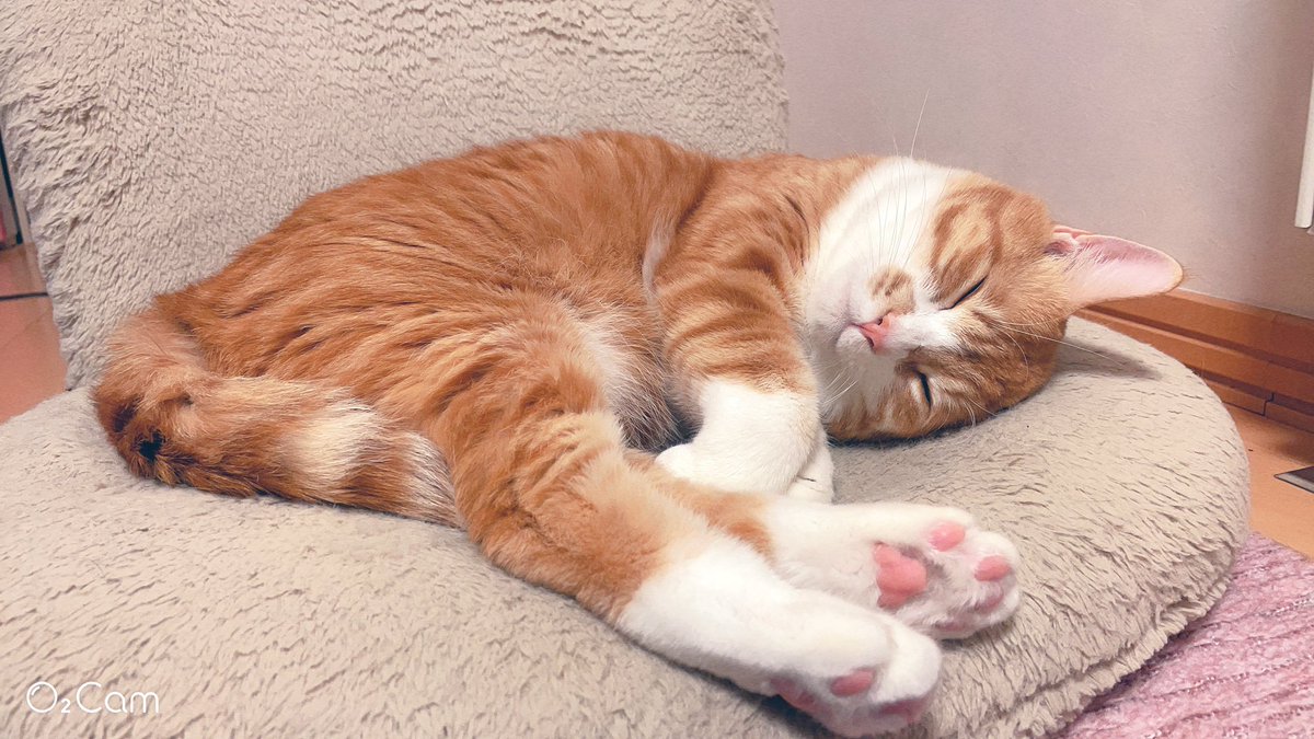 neko_kakuyatu's tweet photo. アレルギーが出てきた.... https://t.co/8DsFdr4mgn