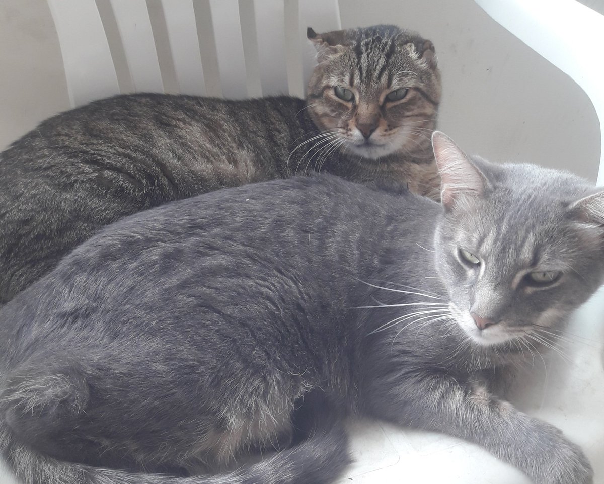 Cuando preguntan si en caso de incendio salvarías a tu mascota antes que a un desconocido, tratan demostrar que la vida del ser humano es sagrada y que la del animal no vale nada. Mis gatos son mis hijos y ante un peligro arriesgaría mi vida por ellos, la familia es lo primero.