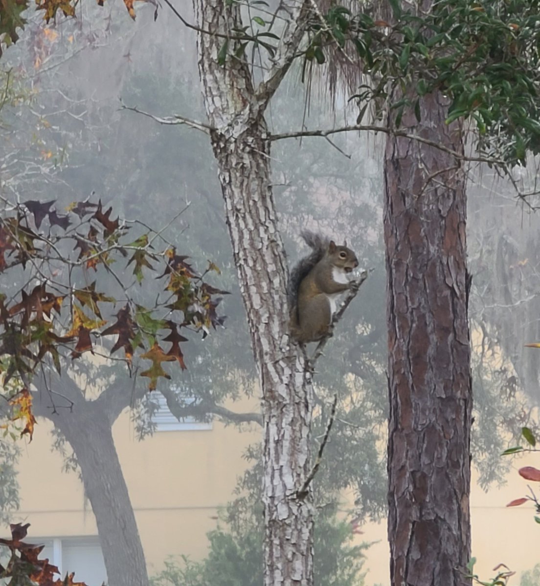 TheNearFarExp's tweet photo. Mornin! This lil guy's as happy as a squirrel with a nut. 😏 https://t.co/X5E4cGWTLG