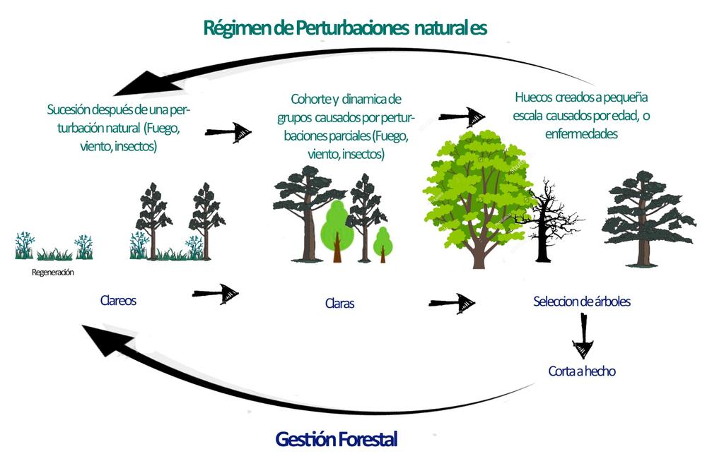 Sara Uzquiano (@uzquianosara) on Twitter photo Un adelanto de la exposición que estamos preparando. La gestion forestal es importante #BosquesyCC #SoyForestal #climatechange #cambioclimatico #somosIUFOR <a href="/FECYT_Ciencia/">FECYT</a> <a href="/BosquesYcc/">Bosques yCC</a> <a href="/iruanopalencia/">Irene Ruano</a> Un adelanto de la exposición que estamos preparando. La gestion forestal es importante #BosquesyCC #SoyForestal #climatechange #cambioclimatico #somosIUFOR <a href="/FECYT_Ciencia/">FECYT</a> <a href="/BosquesYcc/">Bosques yCC</a> <a href="/iruanopalencia/">Irene Ruano</a>