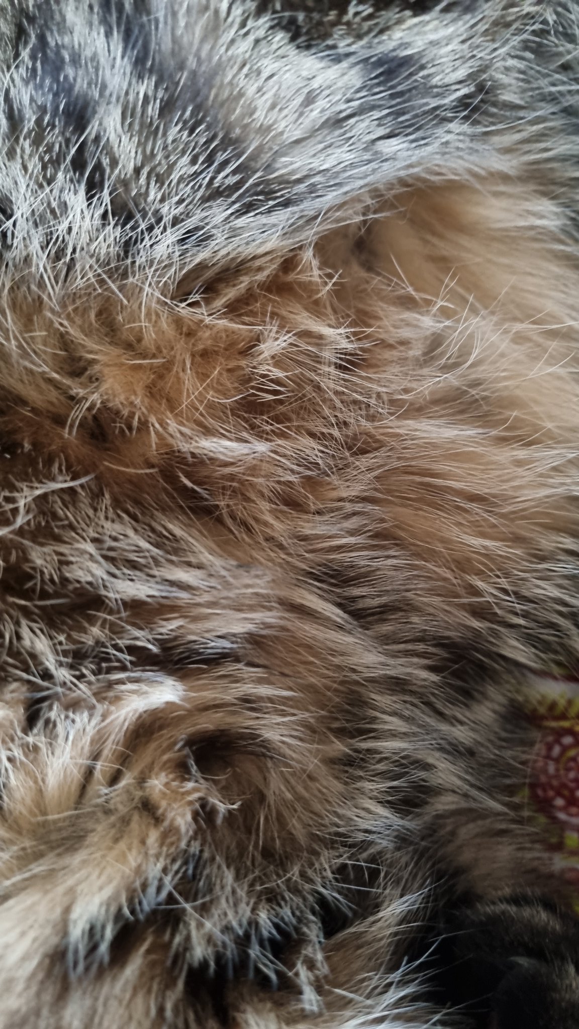 TW Pornstars JulyNovember. Twitter. Grosse chatte poilue. 1257 PM 13 Dec 2021