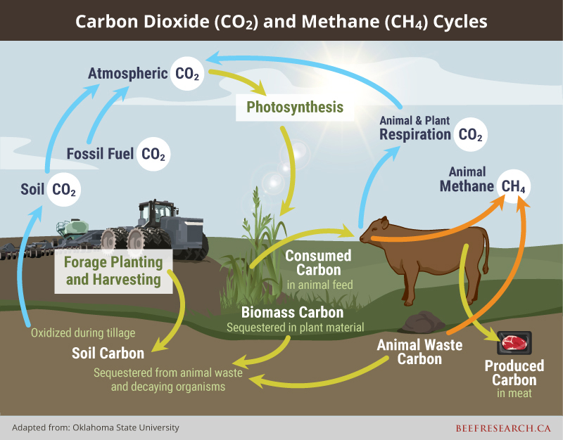 BeefResearch's tweet photo. Did you know that Canada’s grasslands store between 50 and 200 tonnes of carbon per hectare? As beef producers work to manage greenhouse gas emissions, they also steward one of the most effective carbon sinks in the world – grasslands. https://t.co/iKWRpXWkmr https://t.co/2ccCjJIWTU
