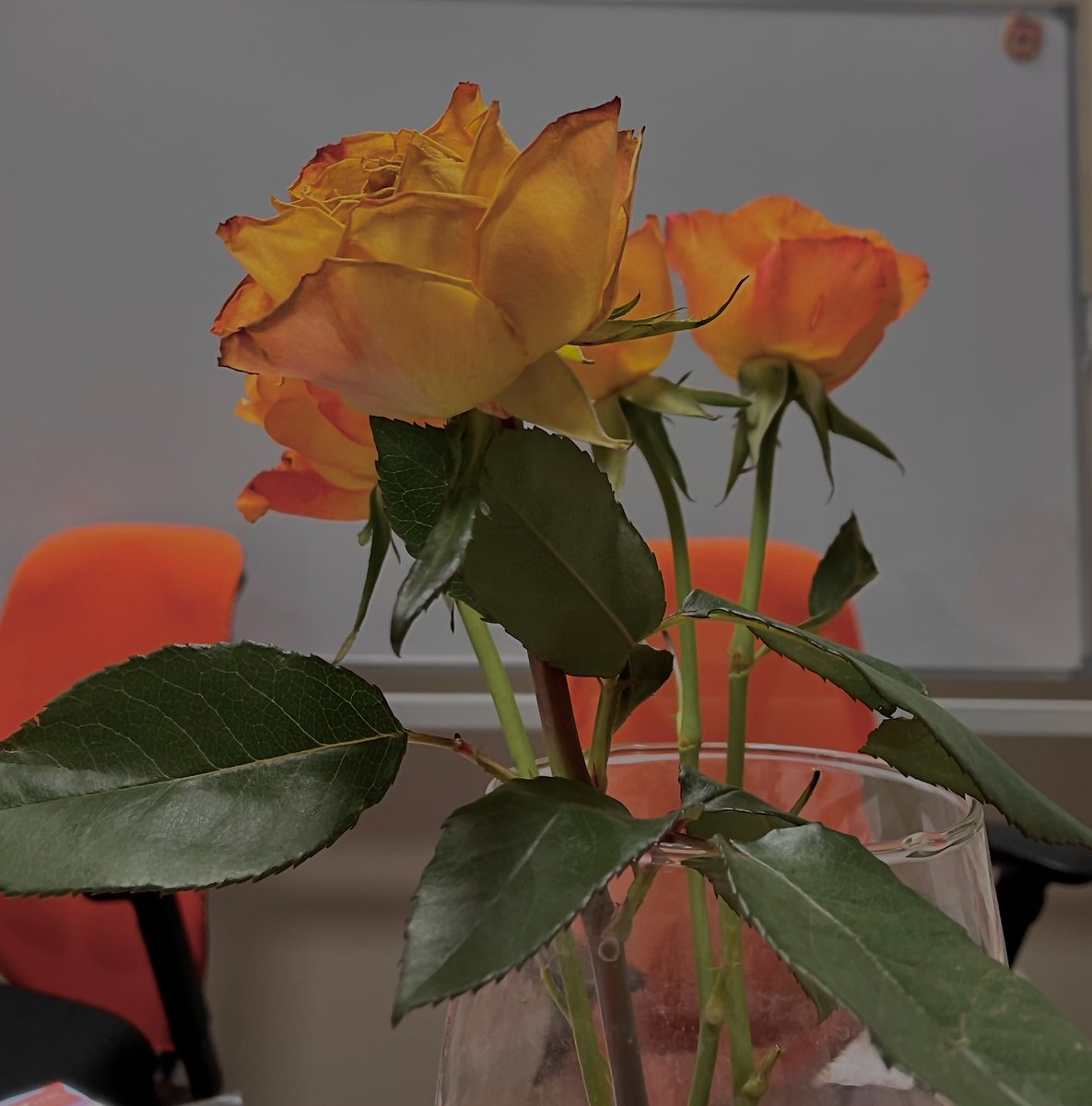 tothemoondd's tweet photo. dying flowers in the office
seems like nature does not want to exist in this cold world https://t.co/hJpPQ9j5Ye