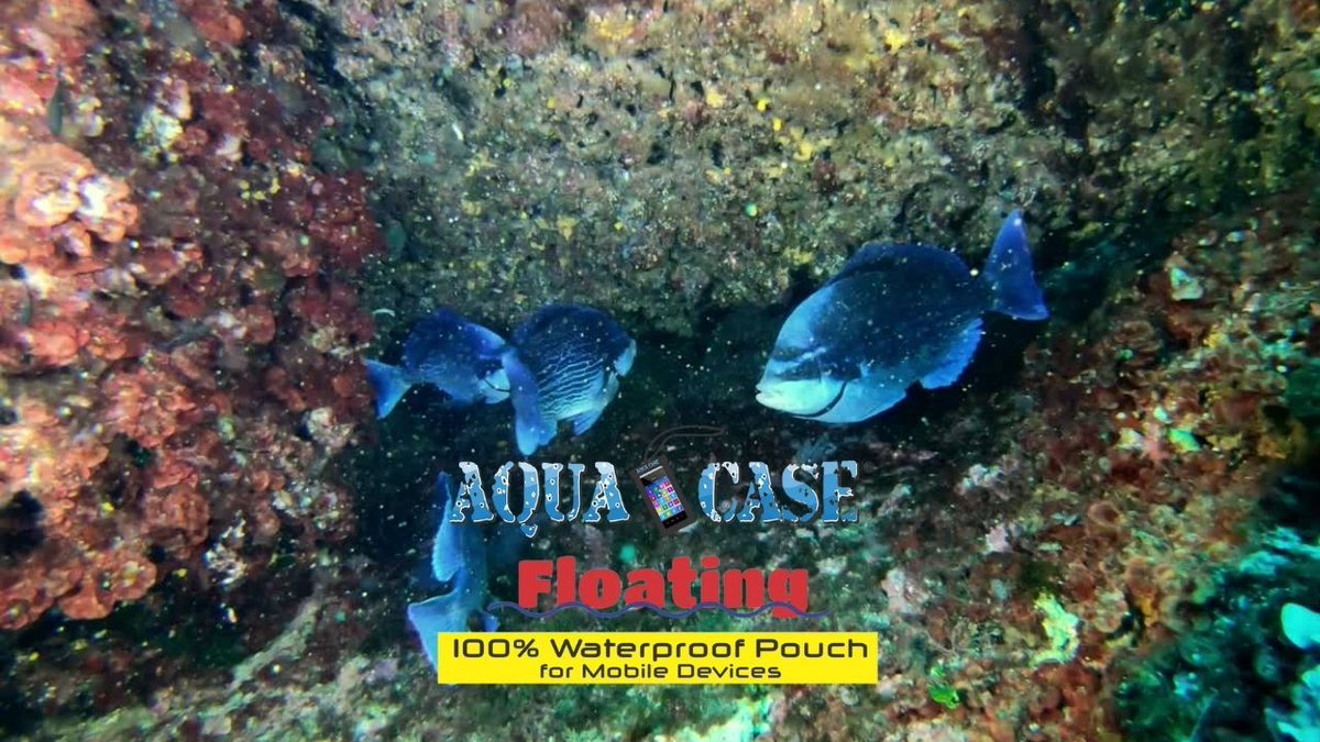 The Aqua Case has been independently tested for 100% water proof results.
aquacase.net 
.
#underwater #underwaterpics #underwaterlife #swimming #waterproofphonecase #floatingphonecase