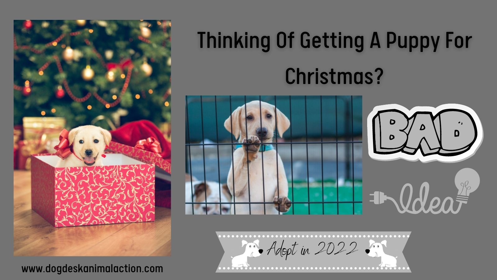 New Puppy For Christmas 2022 December Dog Desk Animal Action On Twitter: "Begging Folks Thinking Of Welcoming A  Dog In To Their Family At #Christmas Not To 🙏 Hold Off Until After The New  Year & #Adopt Instead