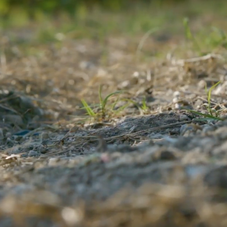 Plan Dépérissement tweet media
