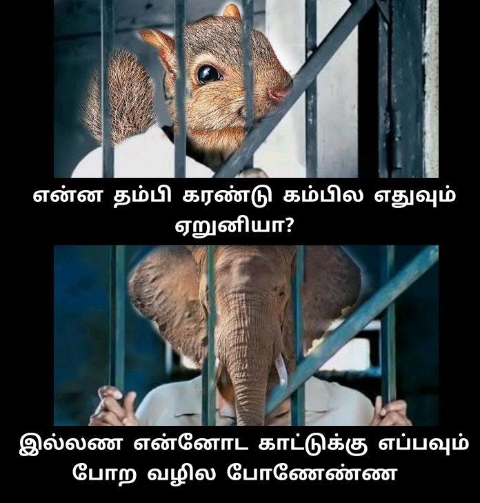 PriyaElango6's tweet photo. 🤣🤣
அப்போ கரண்டு கம்பில 
 #அணிலு ஏறுச்சி

இப்போ காட்டு வழி மலை மேல
 #யானை ஏறுச்சி 

ரைட்ரா இன்னும் என்ன சொல்லனுமோ சொல்லுங்க டா 

ஏஏ எப்பா 
#உபிஸ் 

#தீம்தனக்கா_திமுக_டாவ் 🤣🤭🧡_🖤❤️

#சின்ன_பாஜக_திமுக 🧡_ 🖤❤️ https://t.co/yCzHirhK2b