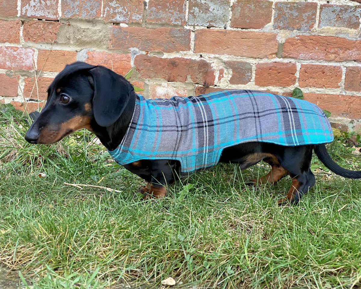 SausageDogHotel's tweet photo. "There's so many of them!" - 6-month-old puppy Frankie couldn't believe his eyes when he came for his trial visit this weekend... He soon warmed up to the idea of having lots of sausage friends though... #Puppy https://t.co/ByIyuua2CK