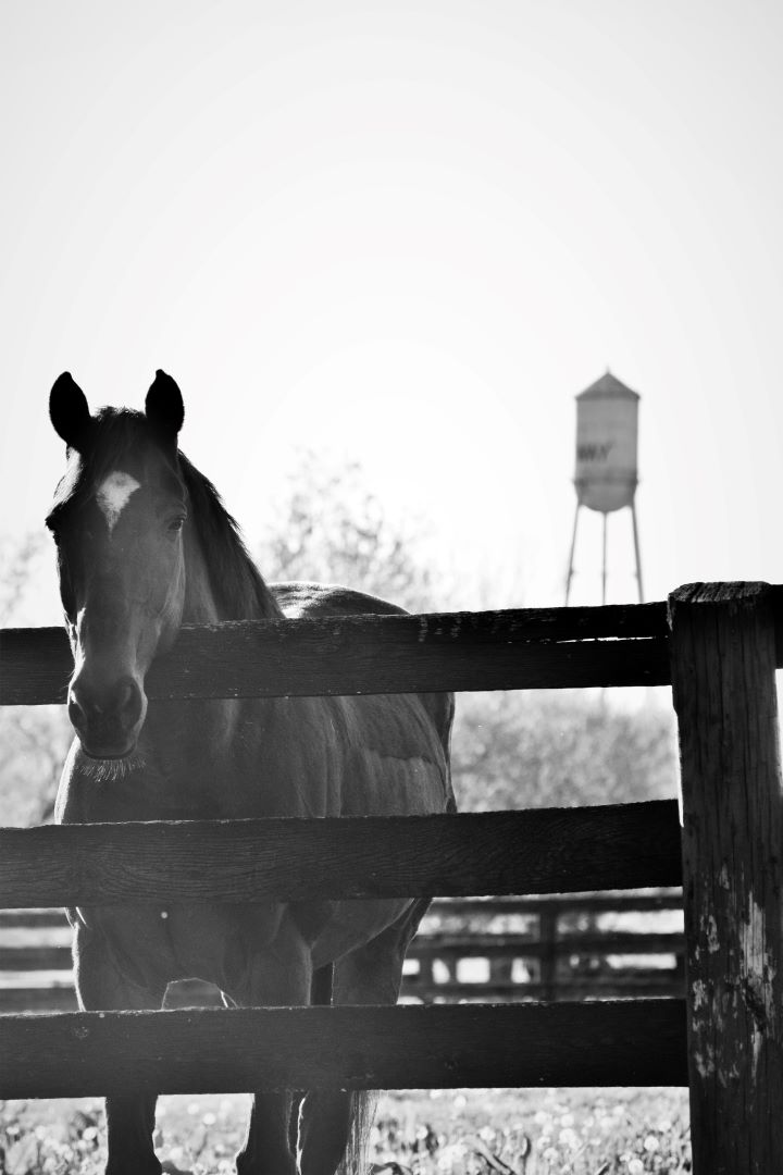 MidwayUniv's tweet photo. Today is #NationalDayoftheHorse
Here are just a few of our favorite student and staff photos of our equine residents. Which is your favorite?
#horses #equine #equineprogram #horsesofinstagram https://t.co/WuvSMPTz6m