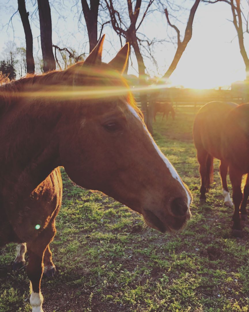 MidwayUniv's tweet photo. Today is #NationalDayoftheHorse
Here are just a few of our favorite student and staff photos of our equine residents. Which is your favorite?
#horses #equine #equineprogram #horsesofinstagram https://t.co/WuvSMPTz6m