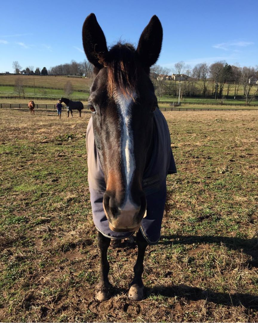 MidwayUniv's tweet photo. Today is #NationalDayoftheHorse
Here are just a few of our favorite student and staff photos of our equine residents. Which is your favorite?
#horses #equine #equineprogram #horsesofinstagram https://t.co/WuvSMPTz6m