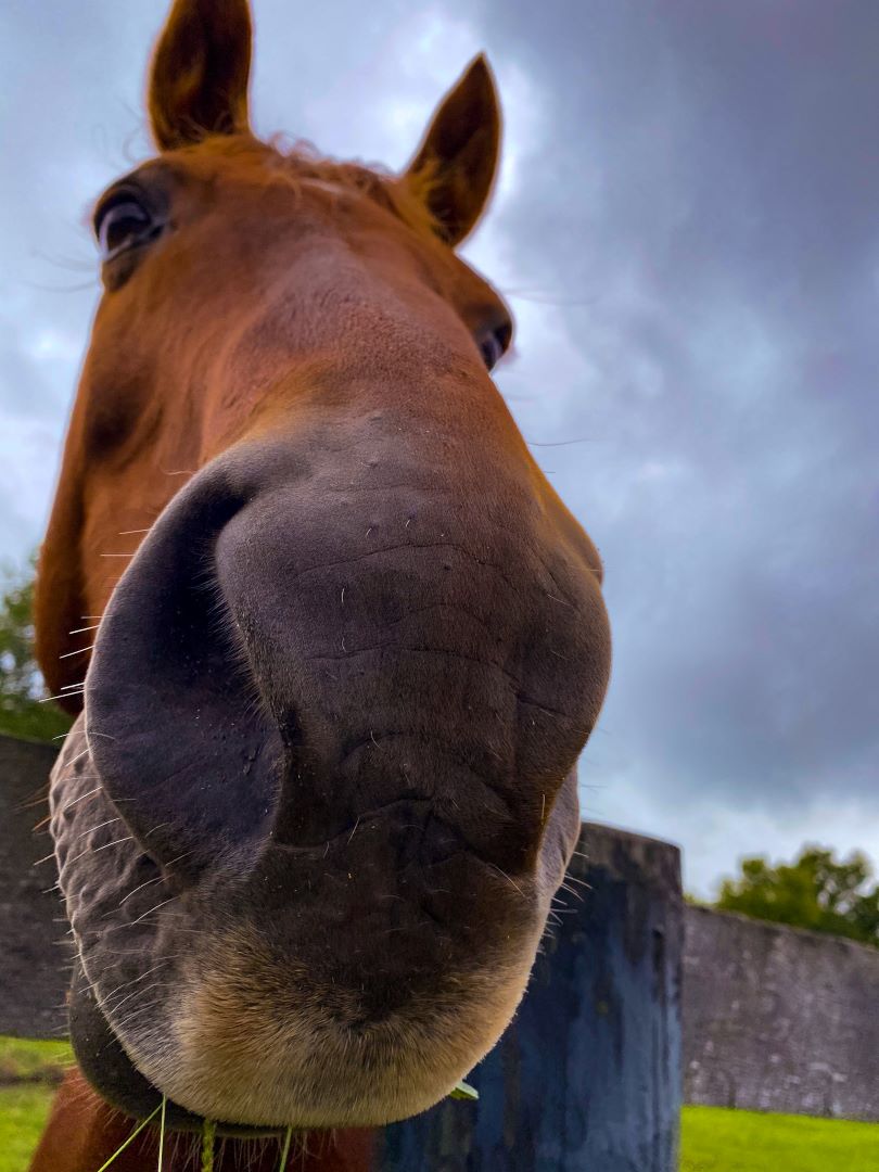 MidwayUniv's tweet photo. Today is #NationalDayoftheHorse
Here are just a few of our favorite student and staff photos of our equine residents. Which is your favorite?
#horses #equine #equineprogram #horsesofinstagram https://t.co/WuvSMPTz6m