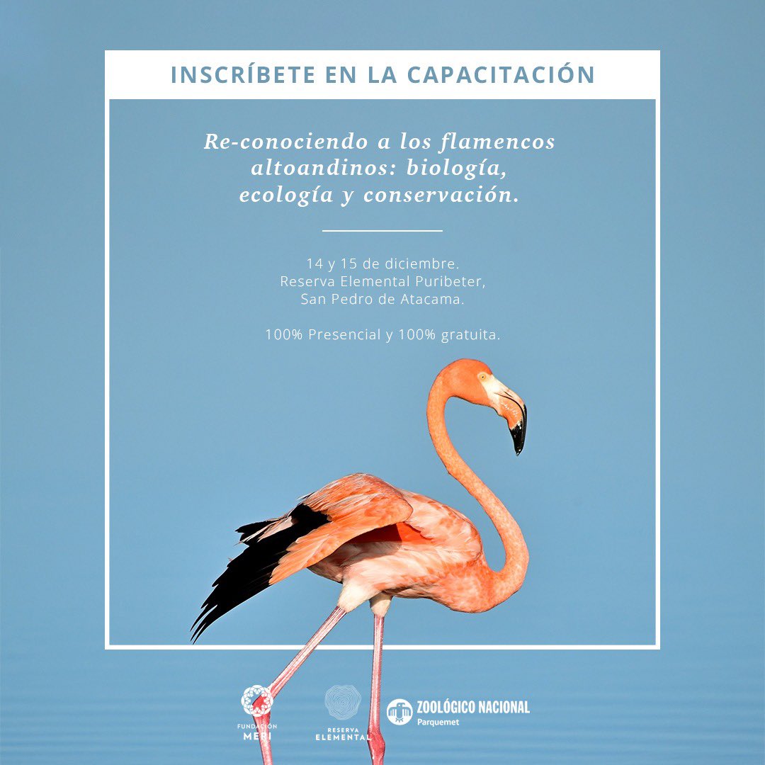 FundacionMERI's tweet photo. ¡Último día de inscripcion!

🦩Sé parte de la capacitación: 
“Re-conociendo a los Flamencos Altoandinos: Biología, Ecología y Conservación”

Estaremos junto a equipo del Zoo Nacional 14 y 15 en #ReservaElemental #Puribeter, #SanPedroDeAtacama. 

☑️Registro https://t.co/VH2ot6NPjN https://t.co/Dnz1kiXm7X