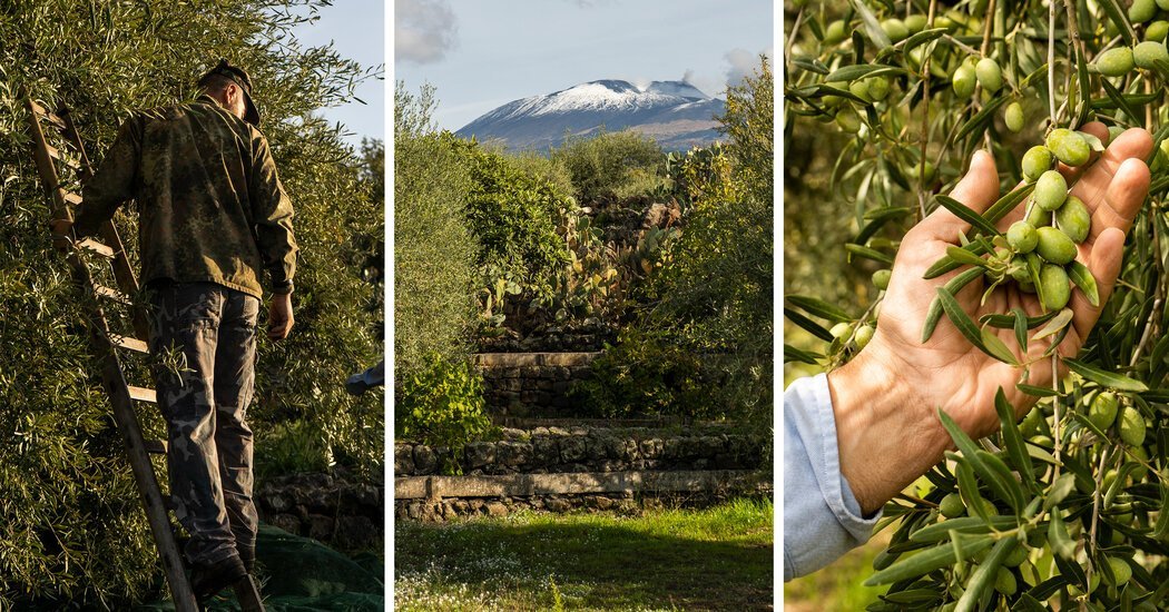PierreLabMN's tweet photo. #Cultivating Olives on #TheSlopes of Mount Etna - For millenniums, #farmers and vintners in northeastern Sicily have benefited from the area’s mineral-rich soil, a result of #VolcanicEruptions. https://t.co/i2yzN6RgH9 🐬 https://t.co/pEps9bybpK