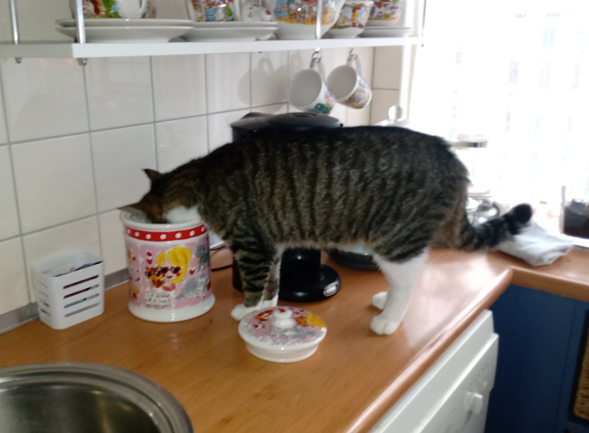 HannieHermes's tweet photo. Altijd fijn wanneer mijn mens de voorraadpot met kattenbrokjes vergeet dicht te doen.
#Samspam https://t.co/t5pyGMjSrN