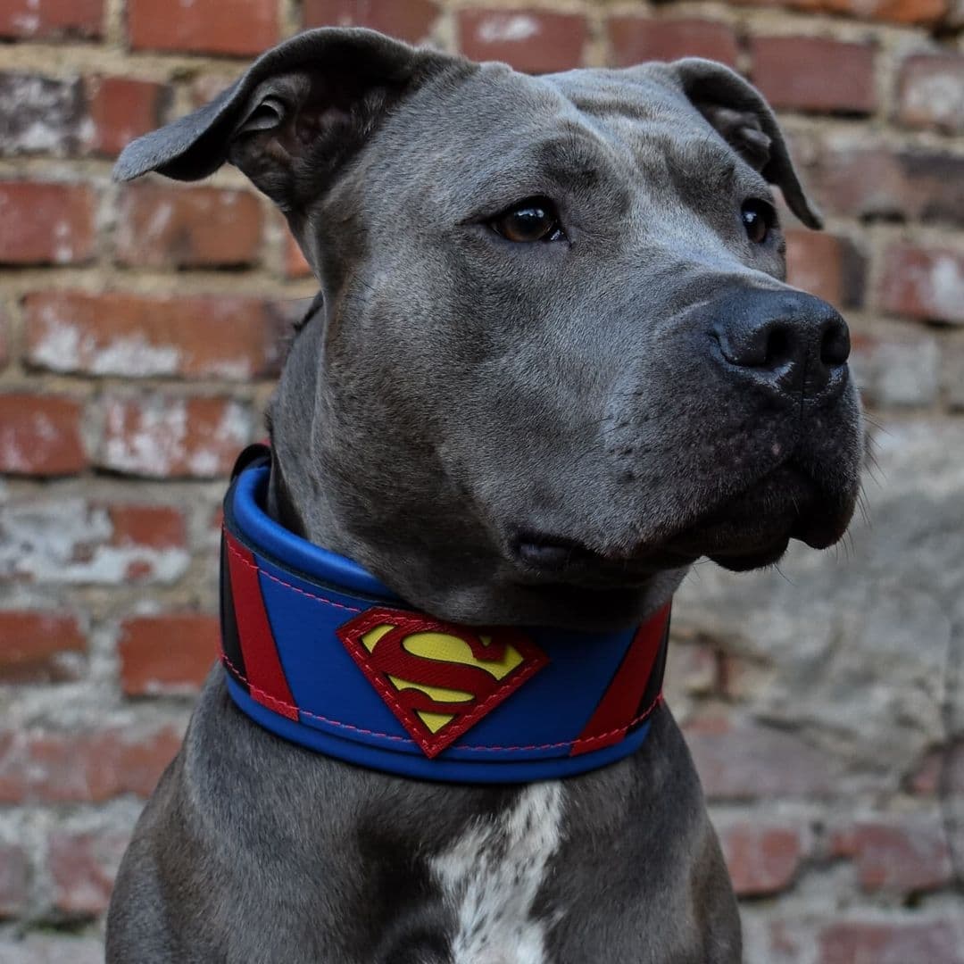 superman dog harness