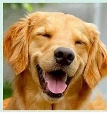 danny8002's tweet image. ¿Cuál es la montaña más limpia?

El volcán. Porque arroja ceniza y después lava.