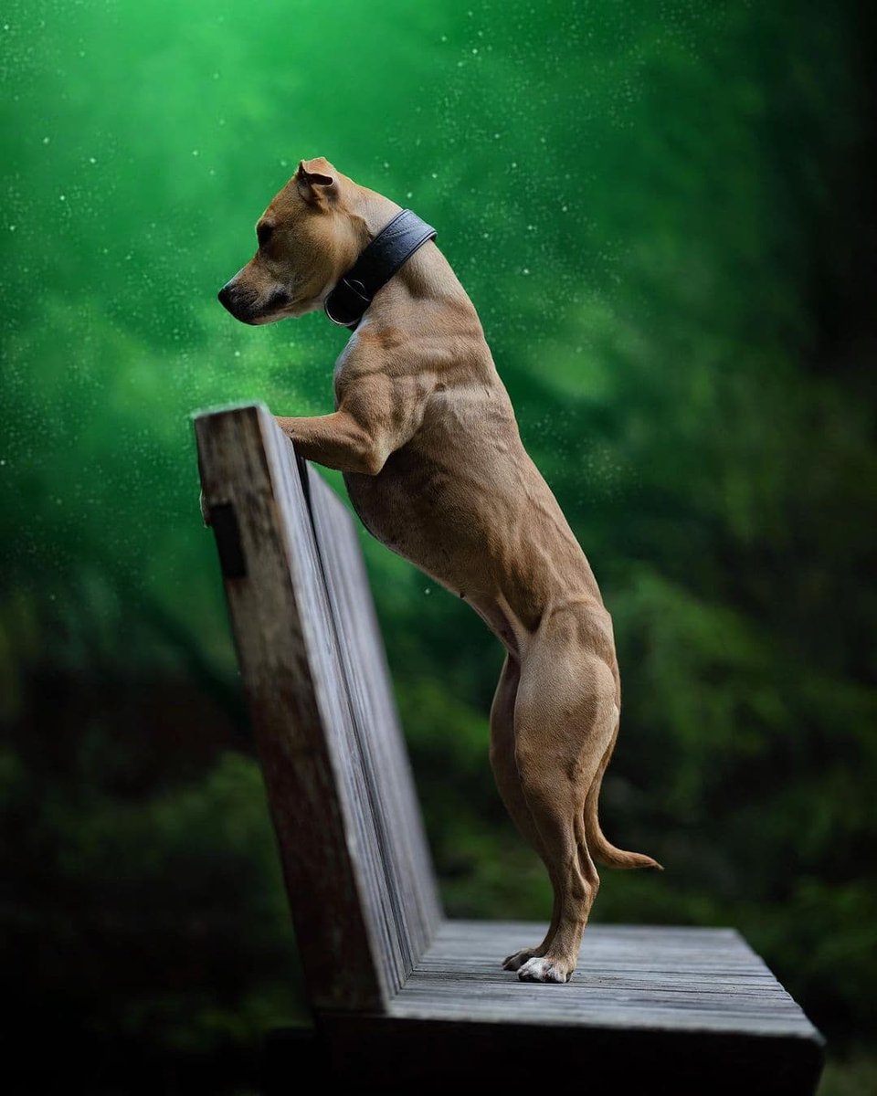 BestiaCollars's tweet photo. Do you like the ''Korona'' collar?

#bestia #dogs #bigdogs #korona https://t.co/JUlH8KJV28
