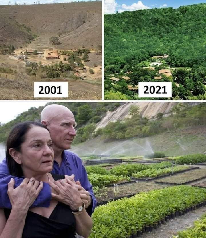 mariadorosario's tweet photo. Esse é o fotógrafo Sebastião Salgado, com sua companheira de vida, ele herdou e reflorestou esse pedaço de terra e hoje é uma área de preservação ambiental! Tem gente que pensa na sobrevivência do planeta. https://t.co/1nhfMO05XH