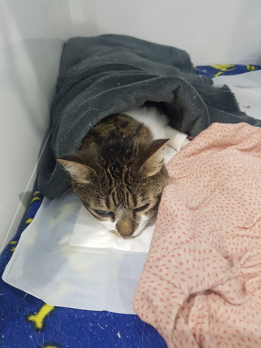 petraleao's tweet photo. Vou abrir uma vaquinha pra cirurgia da minha gatinha Lyra, que no momento está internada no hospital com os dois ureteres obstruídos. A cirurgia é muito cara e já gastei tudo o que eu tinha com exames, remédio e internação 😥 

Por favor, me ajudem a salvar meu bebezinho! https://t.co/nzGA0Mxp7c