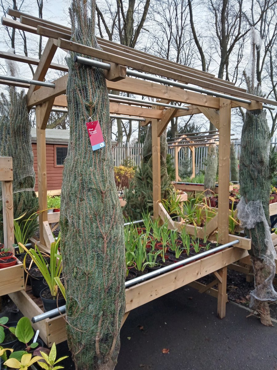 The Green Team, West Park, Goole; cut, netted Christmas trees for sale. Various sizes available between 180cm - 210cm. RRP £38 now £15-£20. Last few available today and while stocks last. Also available Christmas trees in pots, some with lights. Funds to The Green Team charity