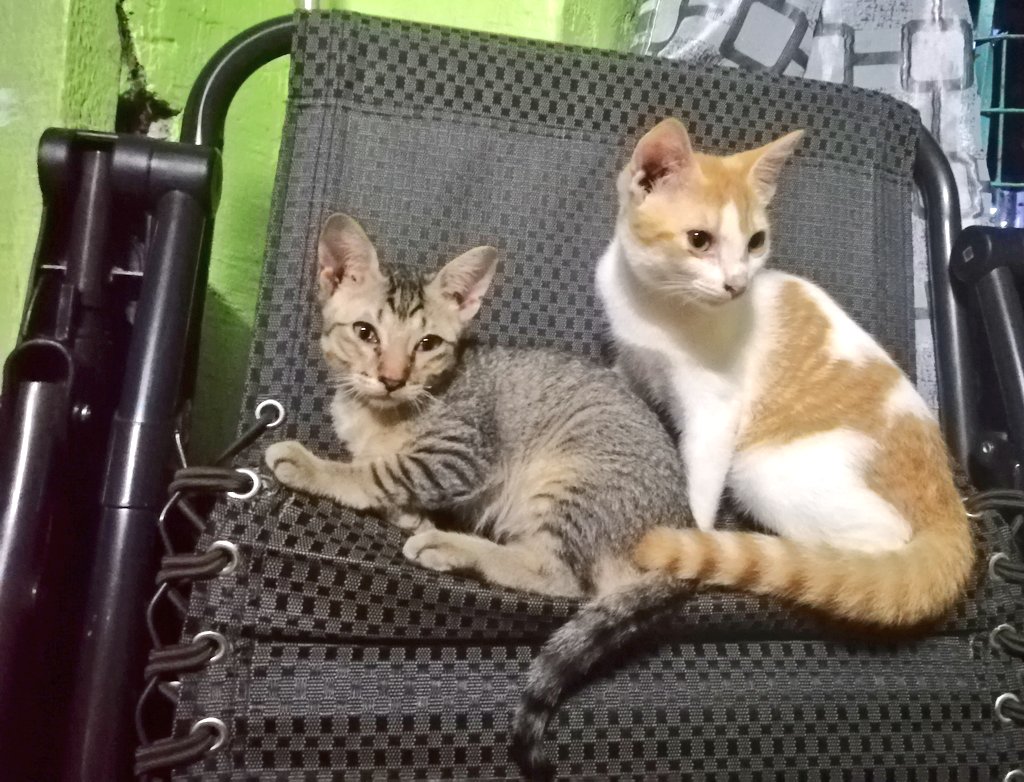 _itscatcat's tweet photo. Look Cat US on YouTube
#petcat #cutecats #CatsOfTwitter https://t.co/PPD9RsyLxH
