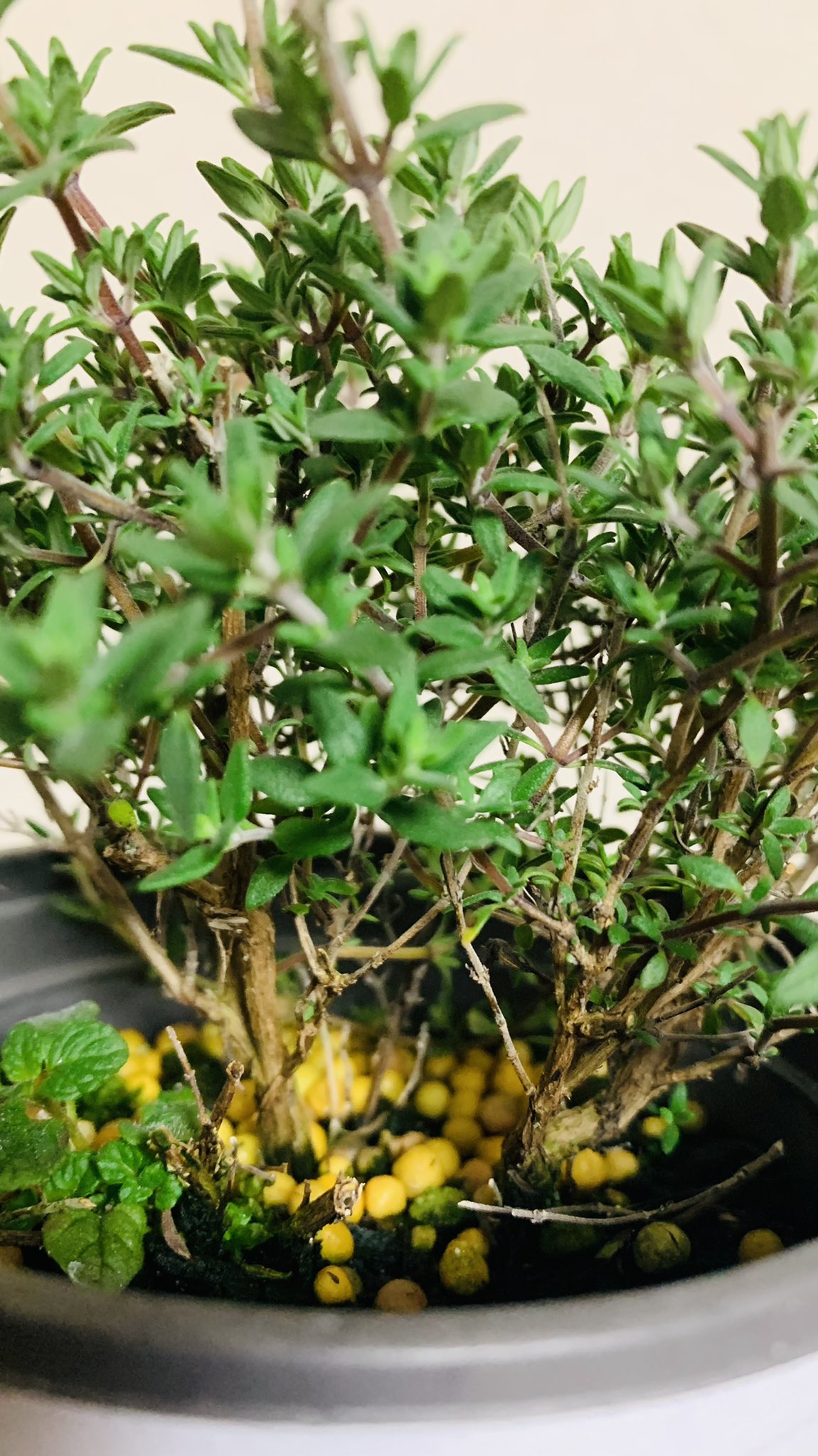 T Koba ローズマリーの盆栽仕立てが上手いこといったので今回は オレンジタイムで盆栽仕立てに挑戦してみます 雰囲気は早乙女小町かな ハーブ オレンジタイム T Co 5fazb1ryju Twitter