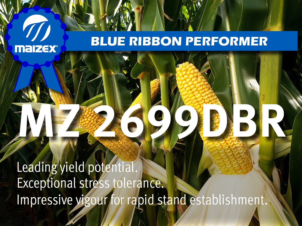 Meet one of <a href="/Maizex/">Maizex Seeds</a> top performers of #Plant21. #TruePerformance, #CanadianGrownCanadianOwned, #Plant22
