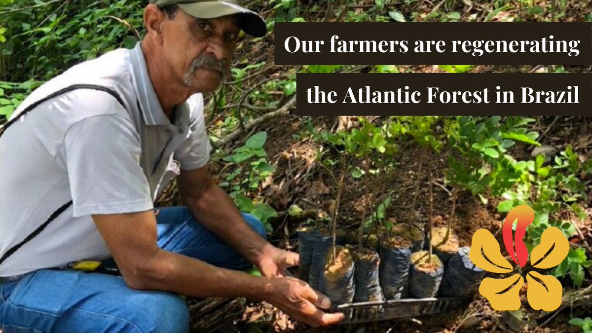 treesofmusic's tweet photo. Here is one of our farmers, Guilherme, planting some of the first #TreesOfMusic on his farm in Viana, #Brazil, where they will grow to maturity and regenerate the #AtlanticForest! 🌳💚🌳 https://t.co/bZczFUodq5